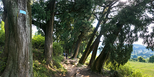 徒步翠云廊古蜀道（小垭子-断碑梁段）